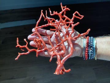 Bloedkoraal Koraal - Corallum rubrum, Nieuw