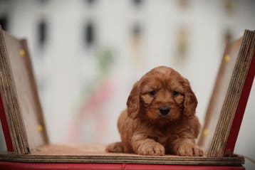 Cockapoo pups - Belgische fokker, Dieren en Toebehoren, Honden | Niet-rashonden, Parvo, België, 8 tot 15 weken, Meerdere