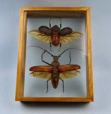 Insekt Taxidermie wandmontage - Eupatorus Gracilcornus /, Nieuw