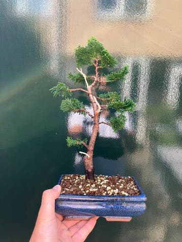 Hinoki cipres bonsai (Chamaecyparis obtusa) - Hoogte (boom):