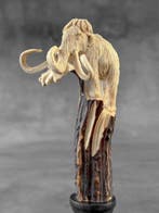 Snijwerk, NO RESERVE PRICE - Stunning Mammoth carving from