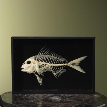 Vis Skelet Taxidermie Opgezette Dieren By Max, Verzamelen, Dierenverzamelingen, Ophalen of Verzenden, Nieuw, Wild dier, Opgezet dier
