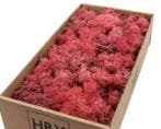 Rendiermos IJslandsmos Finlandsmos Pink Oudroze 500 gram, Ophalen of Verzenden, Nieuw