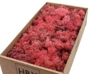 Rendiermos IJslandsmos Finlandsmos Pink Oudroze 500 gram, Hobby en Vrije tijd, Knutselen, Nieuw, Ophalen of Verzenden