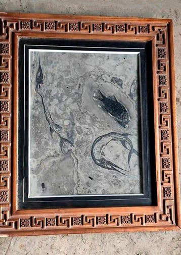 Uitstekend! - Gefossiliseerd dier - Saurichthys sp and