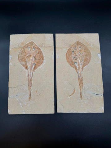 Vis - Gefossiliseerd geleed skelet - rhinobatos whitfieldi -