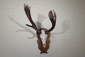 rare an abnormal Red Stag Trophy Schedel - Cervus elaphus -, Verzamelen, Nieuw