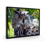 Uil plectrumdisplay, Ophalen of Verzenden, Nieuw, Vogel, Overige typen