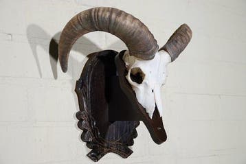 Mouflon Schedel - Ovis a musimon - 0 cm - 36 cm - 0 cm-, Nieuw