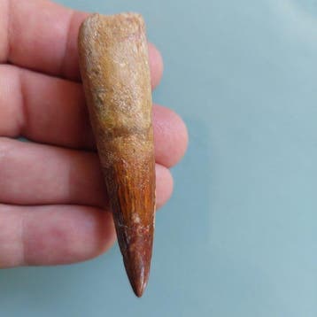 Spinosaurus - Fossiele tand - 76 mm - 20 mm