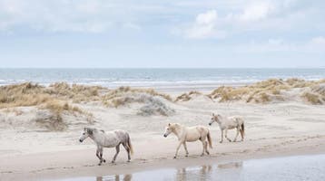 Paarden fotobehang – strand en duinen behang op maat, Verzenden, Fotobehang