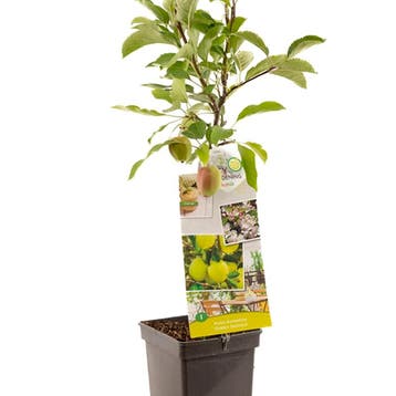 Appel Golden Delicious container (P18) Roze, Wit, Verzenden