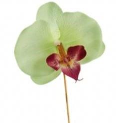 Bijsteker Orchidee op stok Lichtgroen per stuk, Ophalen of Verzenden, Nieuw