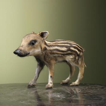 Wild Zwijn Jong Frisling Taxidermie Opgezette Dieren By Max, Verzamelen, Dierenverzamelingen, Ophalen of Verzenden, Nieuw, Wild dier