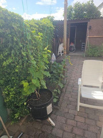 Te huur: Appartement Berkenstraat in Huissen, Huissen, Gelderland