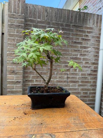 Japanese maple bonsai (Acer palmatum) - Hoogte (boom): 35 cm