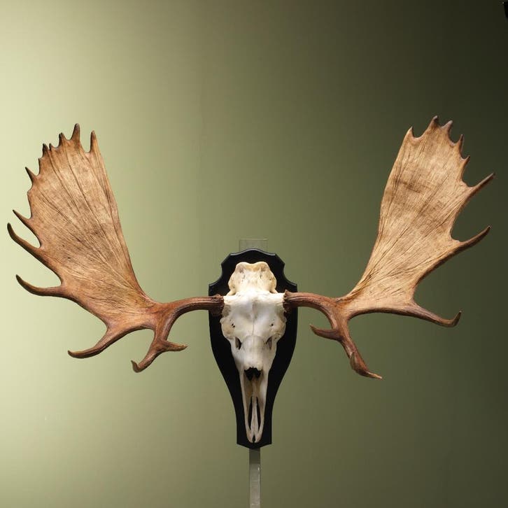 Eland Gewei Taxidermie Opgezette Dieren By Max, Verzamelen, Dierenverzamelingen, Opgezet dier, Nieuw, Wild dier, Ophalen of Verzenden