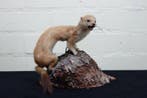 Common Weasel Schedel van een zoogdier - Mustela nivalis -, Verzamelen, Nieuw