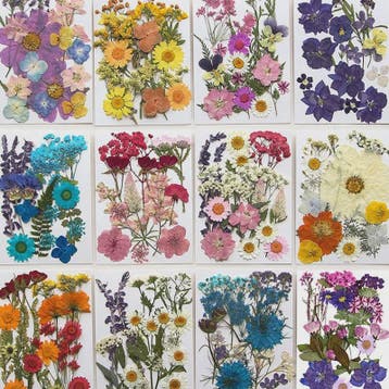 Set Gedroogde Bloemen & Bladeren (16-19 Stuks) - Natuurlijk, Verzenden, Nieuw