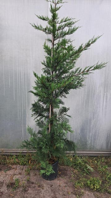 Snelgroeiende coniferen, Cupressocyparis Leylandii 175-200cm, Tuin en Terras, Planten | Bomen