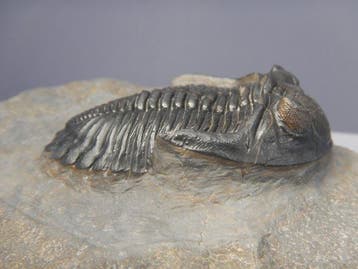 Trilobiet - Fossiel skelet - Hollardops mesocristata - 6 cm