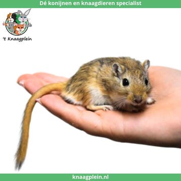 Jonge, handtamme Mongoolse gerbils te koop !, Meerdere dieren, Overige typen, Tam