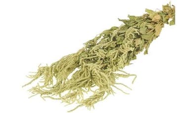 Amaranthus Caudatus Groen Hangende Kattenstaart in hoes, Ophalen of Verzenden, Nieuw