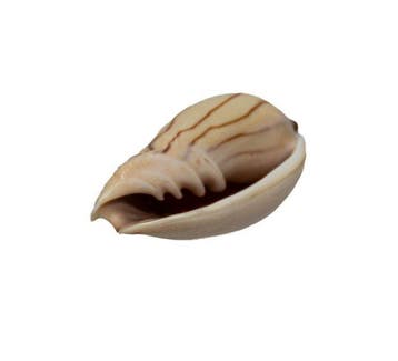 Zebra-walzenschnecke: Amoria zebra f. lineata / filament (50, Nieuw