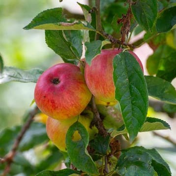 Appelboom Jonagold, Verzenden, Volle zon
