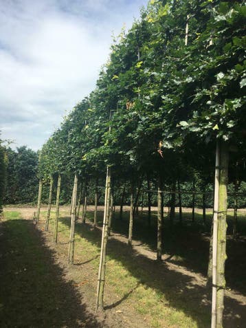 Leilinde Dakplataan Catalpa Amberboom  Plataan, Tuin en Terras, Overige soorten, Lente, 250 tot 400 cm, Volle zon