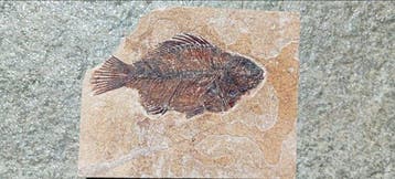 Vis - Gefossiliseerd geleed skelet - Cockerellites liops -