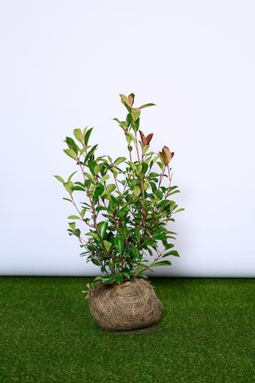 Glansmispel - Photinia fraseri Red Robin 60 t/m 200cm, Tuin en Terras, Planten | Struiken en Hagen, Ophalen of Verzenden, Overige soorten