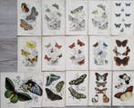 William Forsell Kirby (1844–1912) - Lot of 15 plates