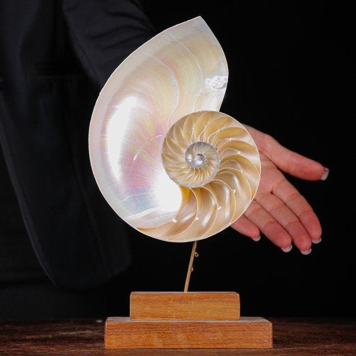 Fibonaccispiraal - Parelmoeren Nautilus - Het Spiraal van, Antiek en Kunst, Curiosa en Brocante