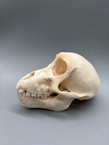 Aap Schedel - Papio Ursinus - 9 cm - 8 cm - 14 cm- CITES