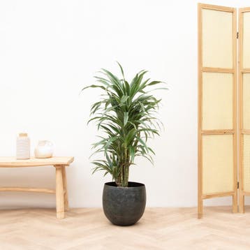 Green Bubble - Dracaena Warneckei vertakt - 140cm - Ø27 cm, Ophalen of Verzenden