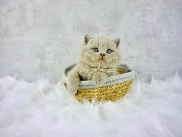 Prachtige raszuivere Britse korthaar kittens beschikbaar, Meerdere dieren, Ontwormd, 0 tot 2 jaar