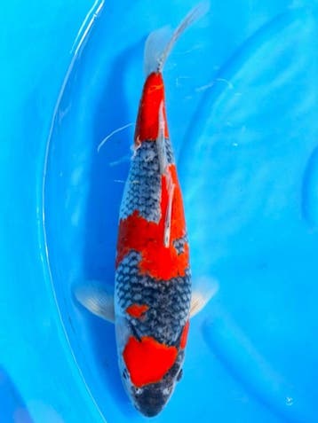 HQ Goshiki van Ozumi Ikarashi 37cm (Japanse Koi), Karper of Koi