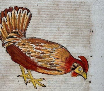 Conrad Gesner - Vogelbuch - 1617