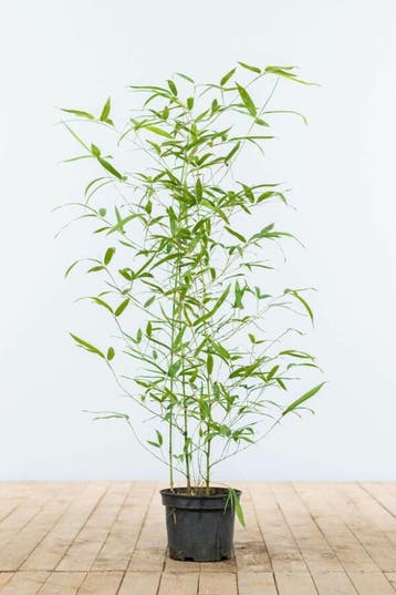 Bamboe / Phyllostachys Aurea 60-80 cm - Pot