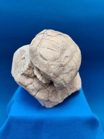 Schildpad - Gefossiliseerd dier - Stylemys nebrascensis - 11