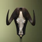 Witstaartgnoe Schedel Taxidermie Opgezette Dieren By Max, Ophalen of Verzenden, Nieuw, Wild dier, Opgezet dier