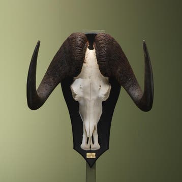 Witstaartgnoe Schedel Taxidermie Opgezette Dieren By Max, Verzamelen, Dierenverzamelingen, Ophalen of Verzenden, Nieuw, Wild dier