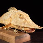 Marine Moster - Kabinet der Curiositeiten - Taxidermie, Antiek en Kunst