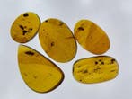 Birmese barnsteen - Barnsteen - Natural amber lot (5 pcs)