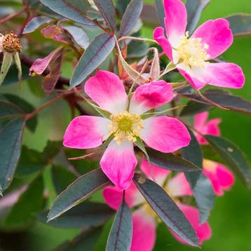 Roos Glauca container (C3) Sierplanten, Roze, Wit, Verzenden, Overige soorten, Halfschaduw