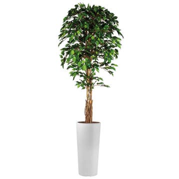 Ficus kunstplant, H250cm, Huis en Inrichting, Ophalen of Verzenden, Overige soorten, 200 cm of meer