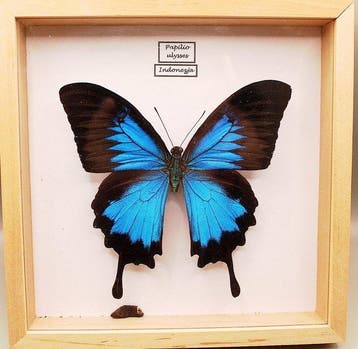 Ingelijste Papilio ulysses-vlinder – Indonesië Taxidermie, Nieuw