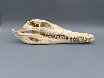 Nijlkrokodil Schedel van een reptiel - Crocodylus niloticus