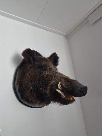 Wild zwijn Taxidermie volledige montage - Sus Scrofa - 60 cm